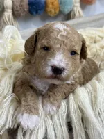 Maple , a female Poodle - Miniature  for sale in Brainerd, MN – 2 of 5