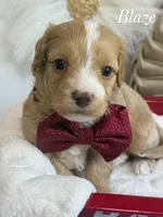 Blaze, a male Cavapoo for sale in Brainerd, MN – 5 of 6