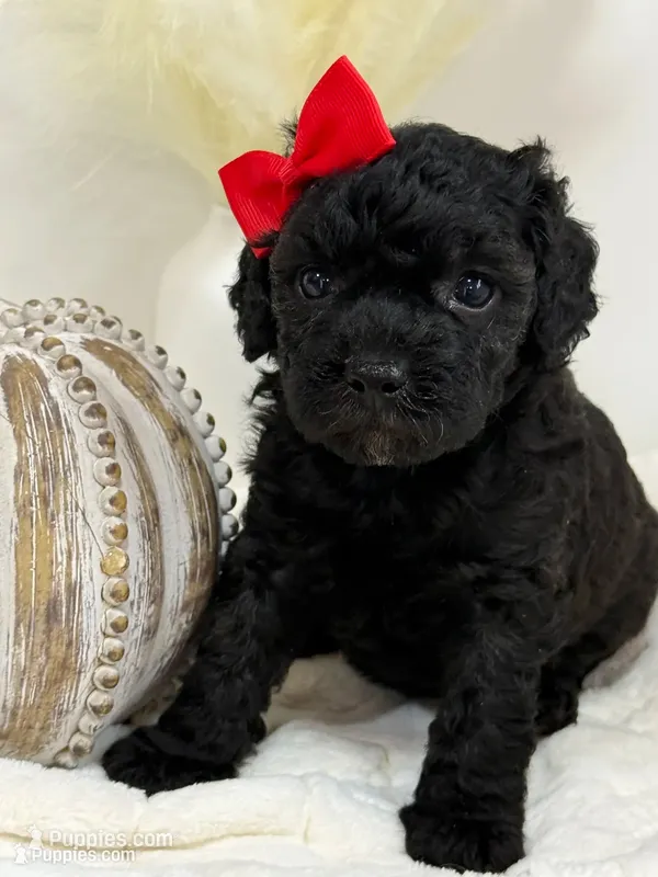 Nutmeg – Poodle - Miniature  puppy for sale in Brainerd, MN