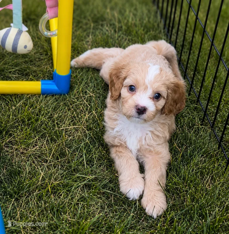 Blaze – Cavapoo puppy for sale in Brainerd, MN
