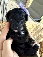 Black with white markings, a female Poodle - Toy  for sale in Brainerd, MN – 3 of 5