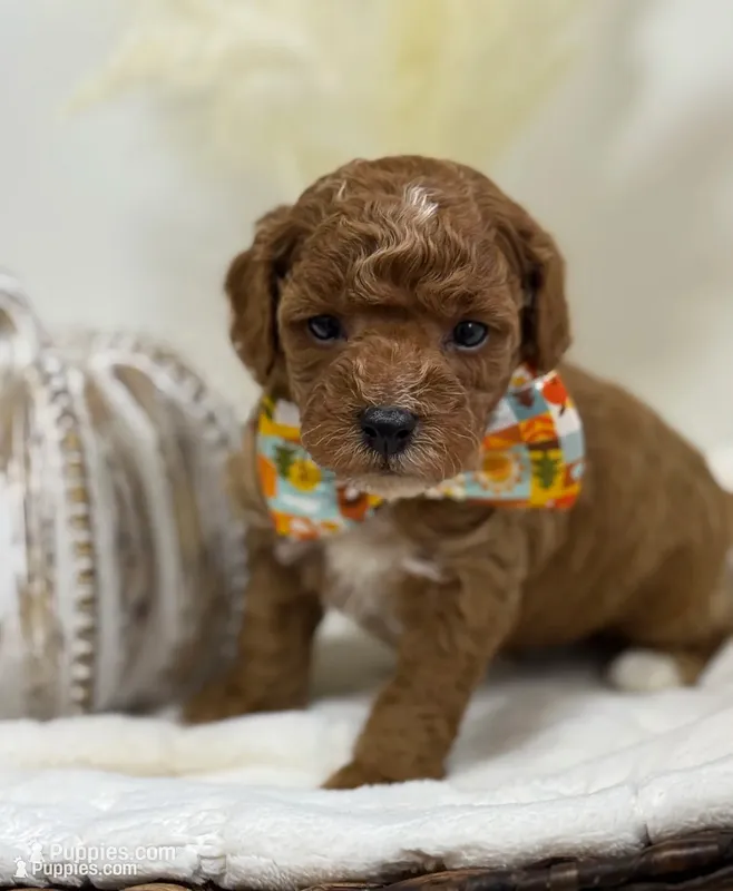 Rusty – Poodle - Miniature  puppy for sale in Brainerd, MN