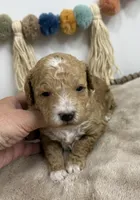 Maple , a female Poodle - Miniature  for sale in Brainerd, MN – 5 of 5