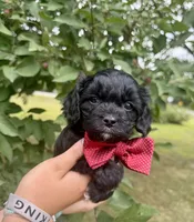 Hudson, a male Cavapoo for sale in Brainerd, MN – 3 of 5