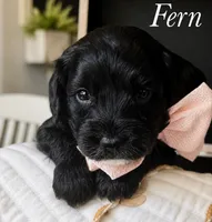 Fern, a female Cavapoo for sale in Brainerd, MN – 3 of 6