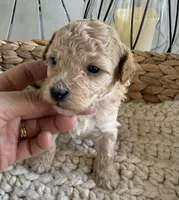 Apricot and white boy, a male Poodle - Toy  for sale in Brainerd, MN – 3 of 5