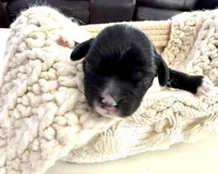 Fin, a male Cavapoo for sale in Brainerd, MN – Photo 2 of 3