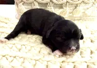 Fin, a male Cavapoo for sale in Brainerd, MN – Photo 3 of 3