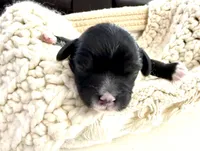 Fin, a male Cavapoo for sale in Brainerd, MN – Photo 1 of 3