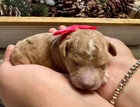 Maple, a female Poodle - Miniature  for sale in Brainerd, MN – 3 of 3
