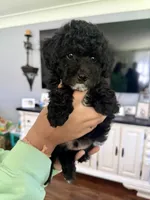 Leo, a male Poodle - Toy  for sale in Brainerd, MN – 2 of 4
