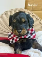 Rocket, a male Cavapoo for sale in Brainerd, MN – 4 of 5