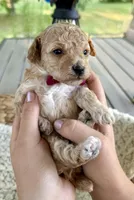 Apricot and white boy, a male Poodle - Toy  for sale in Brainerd, MN – 2 of 5
