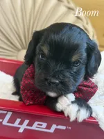 Boom, a male Cavapoo for sale in Brainerd, MN – 3 of 7