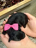 Nutmeg, a female Poodle - Miniature  for sale in Brainerd, MN – 2 of 3