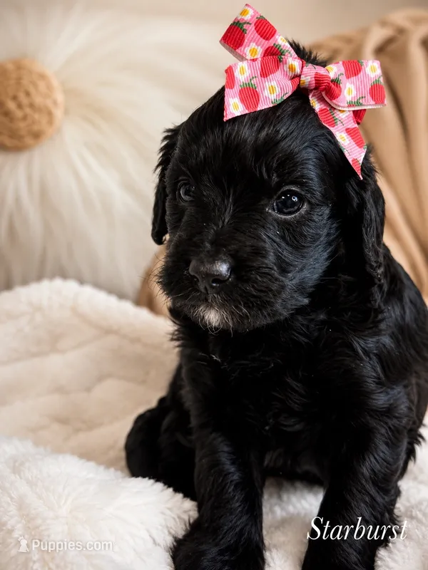 Starburst – Cavapoo puppy for sale in Brainerd, MN
