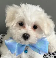 Casper, a female Maltese for sale in Valparaiso, IN – 2 of 4