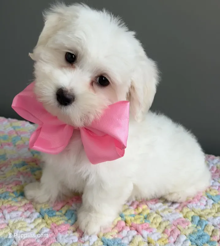Chloe – Maltese puppy for sale in Valparaiso, IN