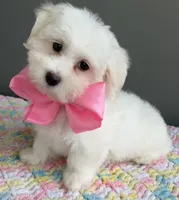 Chloe, a female Maltese for sale in Valparaiso, IN – 1 of 6