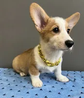 Sam, a male Pembroke Welsh Corgi for sale in Valparaiso, IN – 6 of 7