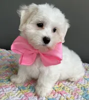 Chloe, a female Maltese for sale in Valparaiso, IN – 3 of 6