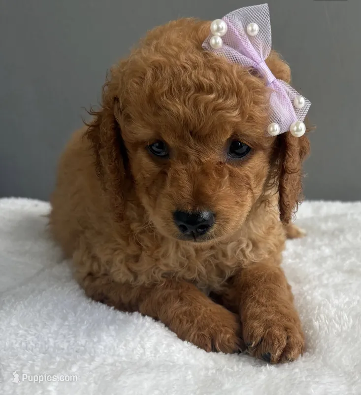 Nadia – Miniature Goldendoodle puppy for sale in Valparaiso, IN