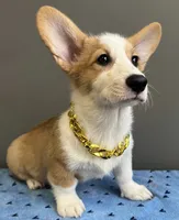 Sam, a male Pembroke Welsh Corgi for sale in Valparaiso, IN – 3 of 7