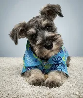 Murphy, a male Miniature Schnauzer for sale in Valparaiso, IN – 1 of 1