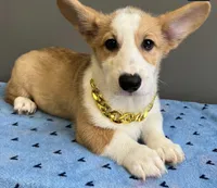 Sam, a male Pembroke Welsh Corgi for sale in Valparaiso, IN – 4 of 7
