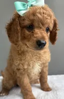 Nadia, a female Miniature Goldendoodle for sale in Valparaiso, IN – 2 of 3