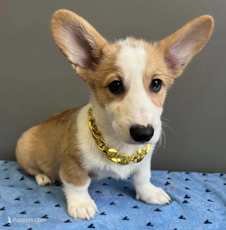 Sam – Pembroke Welsh Corgi puppy for sale in Valparaiso, IN