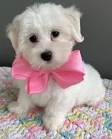 Chloe, a female Maltese for sale in Valparaiso, IN – 2 of 6