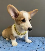 Sam, a male Pembroke Welsh Corgi for sale in Valparaiso, IN – 2 of 7