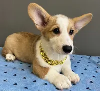 Sam, a male Pembroke Welsh Corgi for sale in Valparaiso, IN – 7 of 7
