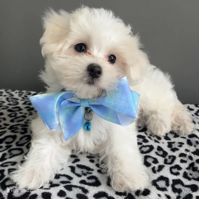 Casper – Maltese puppy for sale in Valparaiso, IN