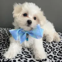 Casper, a female Maltese for sale in Valparaiso, IN – 1 of 4