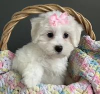 Chloe, a female Maltese for sale in Valparaiso, IN – 5 of 6