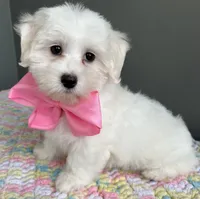 Chloe, a female Maltese for sale in Valparaiso, IN – 4 of 6