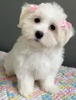 Chloe, a female Maltese for sale in Valparaiso, IN – 6 of 6