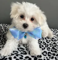 Casper, a female Maltese for sale in Valparaiso, IN – 3 of 4