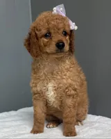Nadia, a female Miniature Goldendoodle for sale in Valparaiso, IN – 3 of 3