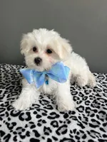 Casper, a female Maltese for sale in Valparaiso, IN – 4 of 4