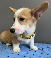 Sam, a male Pembroke Welsh Corgi for sale in Valparaiso, IN – 5 of 7