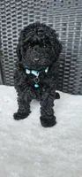 Blueberry, a male Poodle - Toy  for sale in Roebuck, SC – 4 of 4