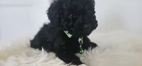 Greenberry , a male Poodle - Toy  for sale in Roebuck, SC – 8 of 10
