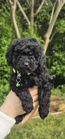 Greenberry , a male Poodle - Toy  for sale in Roebuck, SC – 4 of 10