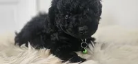 Greenberry , a male Poodle - Toy  for sale in Roebuck, SC – 9 of 10