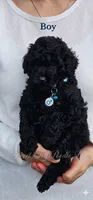 Blueberry, a male Poodle - Toy  for sale in Roebuck, SC – 1 of 4