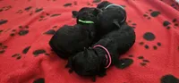 Greenberry , a male Poodle - Toy  for sale in Roebuck, SC – 5 of 10