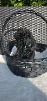 Blueberry, a male Poodle - Toy  for sale in Roebuck, SC – 2 of 4